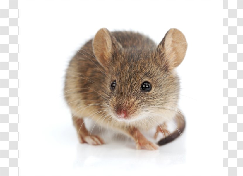 Rodent Brown Rat Fancy Mouse House Murids - Perez Transparent PNG