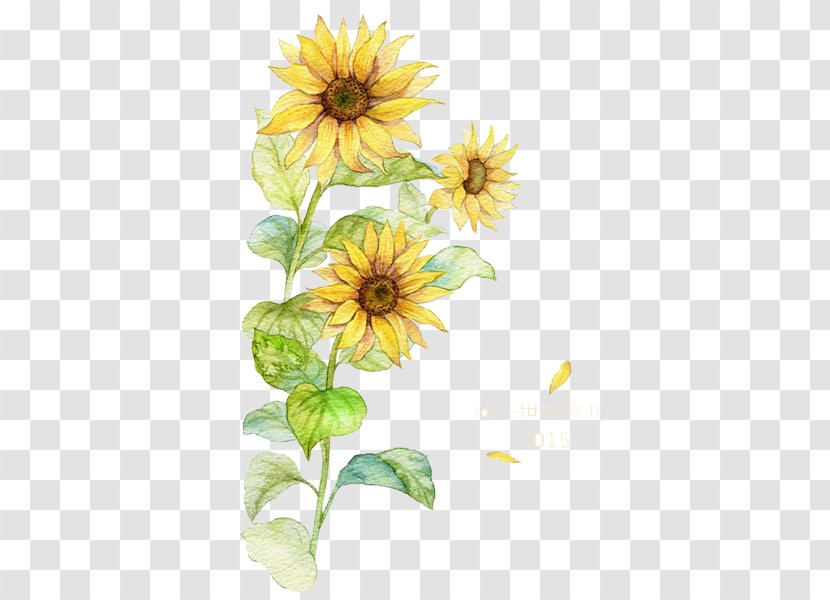 Common Sunflower - Floral Design - Three Free To Pull The Material Transparent PNG