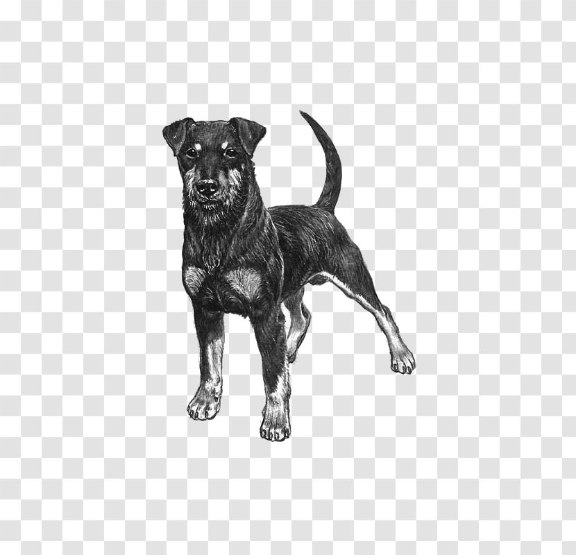 Dog Breed Jagdterrier Staffordshire Bull Terrier Hunting - Sporting Group - Kennel Club Transparent PNG