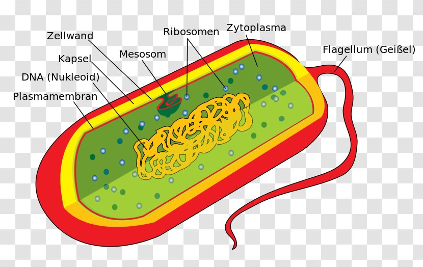Bacterial Cell Structure Prokaryote Eukaryote - Eukaryotic Transparent PNG