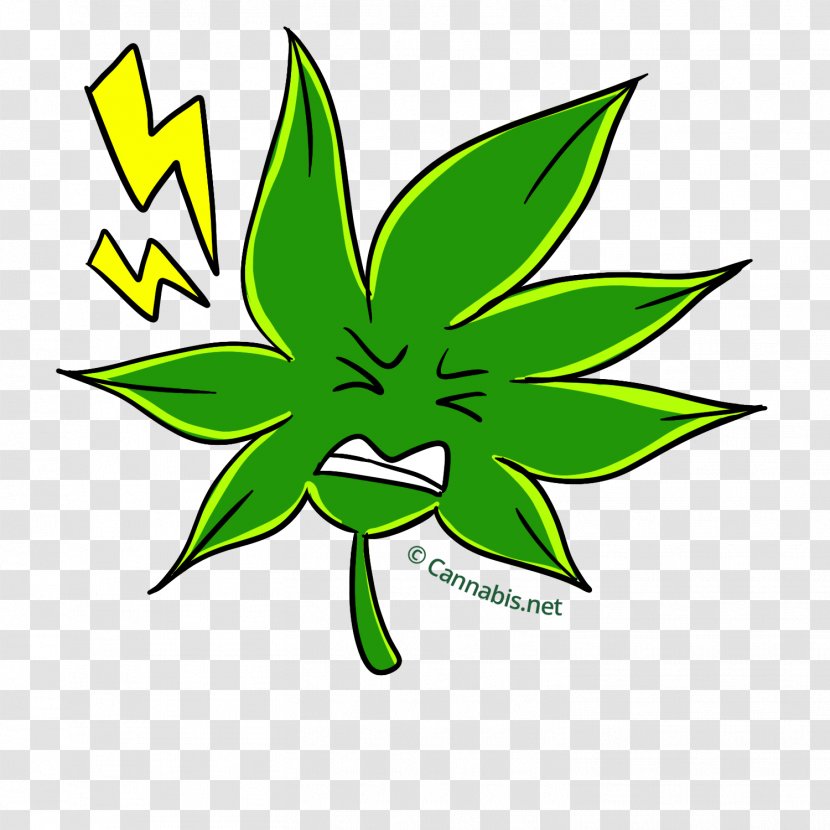 Plant Kush Cannabis Skunk Thai Stick Transparent PNG