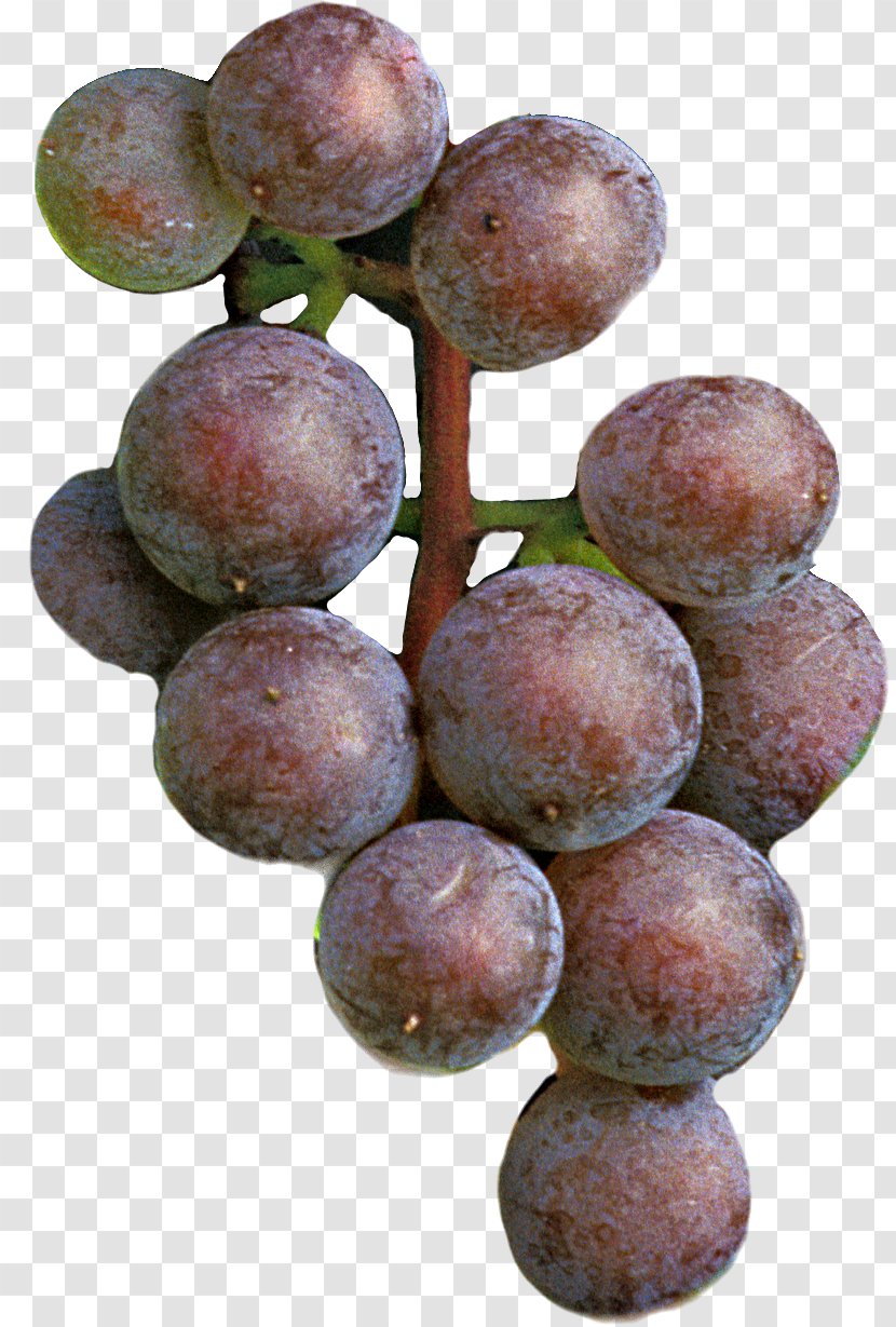 Grape Seed Extract Frontenac Seedless Fruit Damson - Grapevine Family Transparent PNG