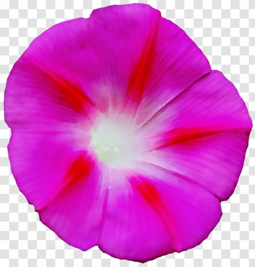 Petal Pink Flower Plant Morning Glory - Magenta - Beach Moonflower Transparent PNG