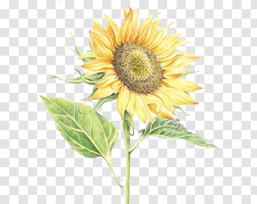 Common Sunflower Watercolor Painting - Yellow - Hand-painted Transparent PNG
