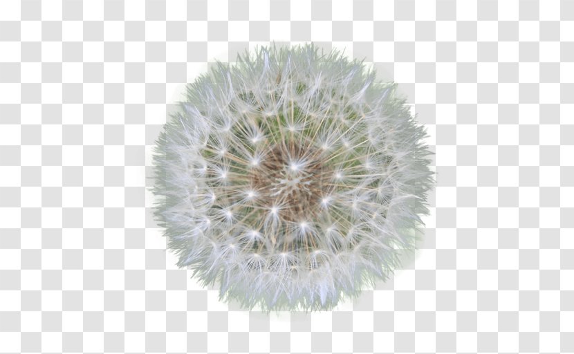 Dandelion Flower Clip Art - Seeds Transparent PNG