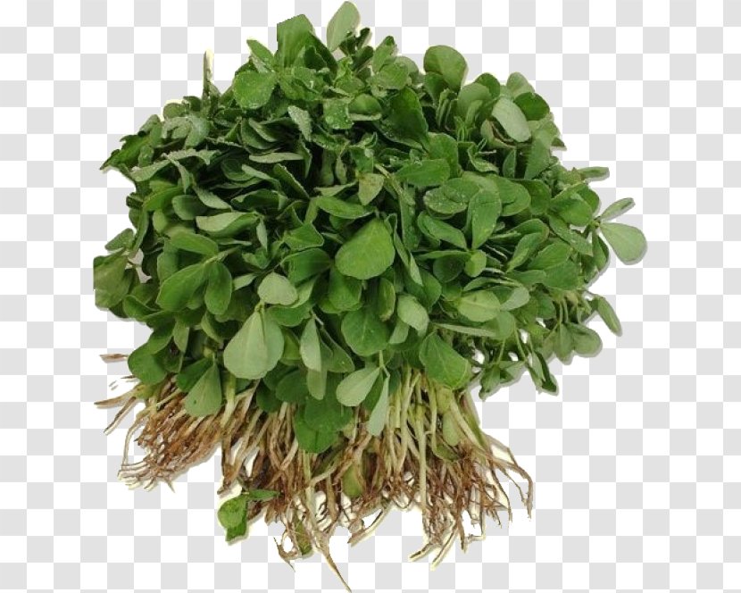 Fenugreek Indian Cuisine Ghormeh Sabzi Callaloo Leaf Vegetable - Coriander Transparent PNG