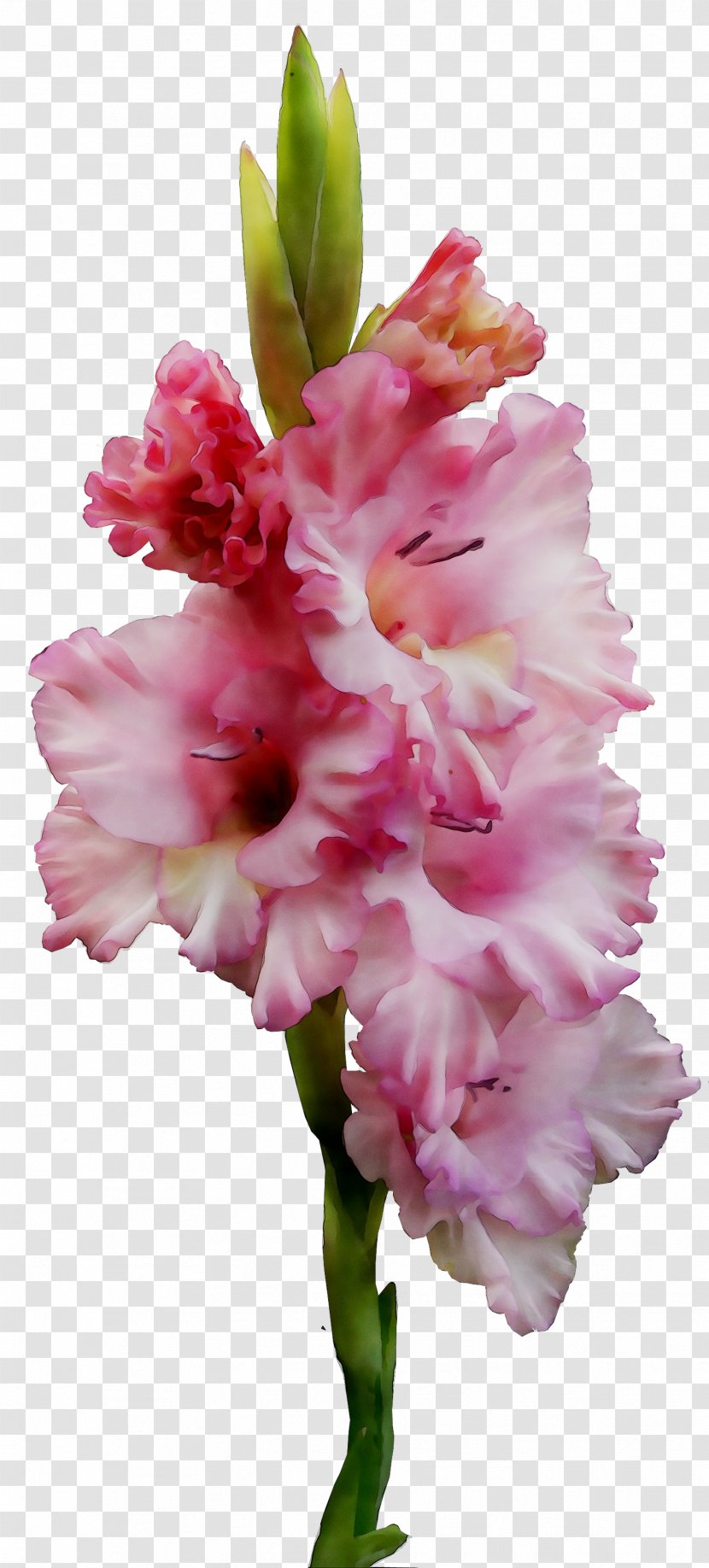 Gladiolus Cut Flowers Plant Stem Herbaceous Pink M Transparent PNG