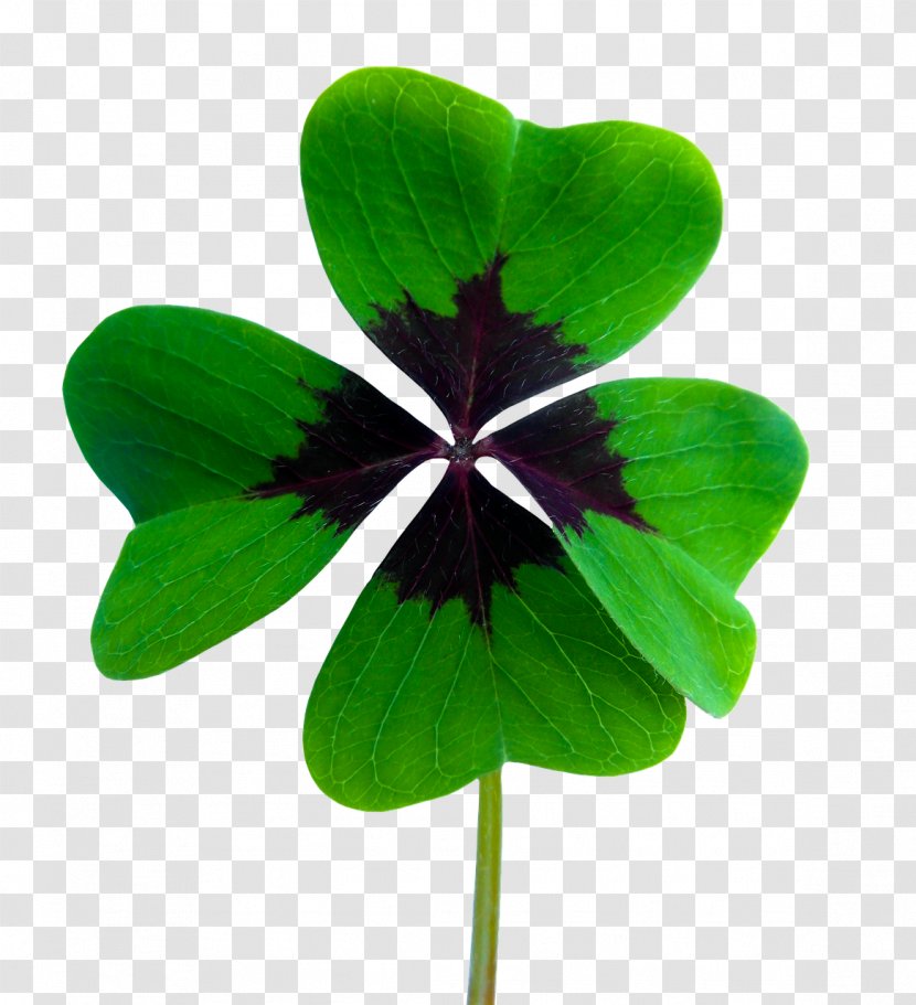 Four-leaf Clover Luck - Happiness Transparent PNG