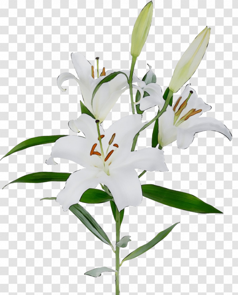 Flower Lily Plant White Stargazer Lily Transparent PNG