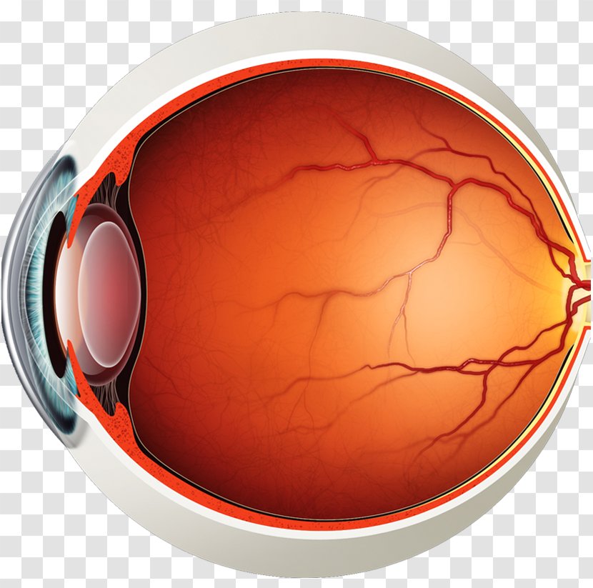 Human Eye Anatomy Macula Of Retina Transparent PNG