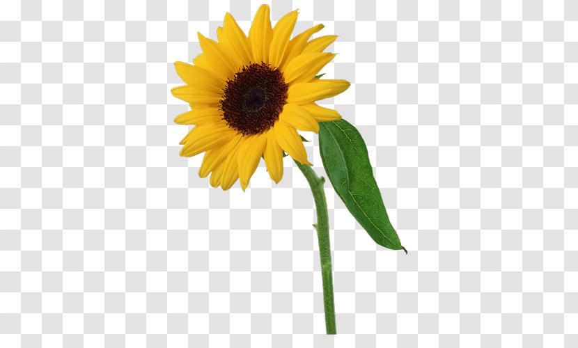 Common Sunflower Clip Art - Sprouting - Flower Collage Transparent PNG