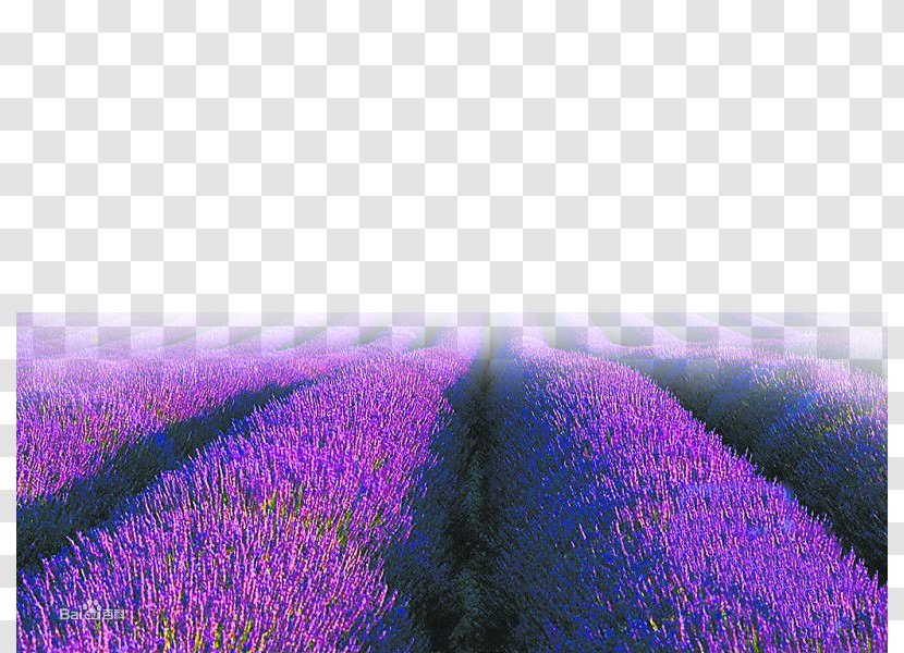 English Lavender Purple Sky Wallpaper Transparent PNG