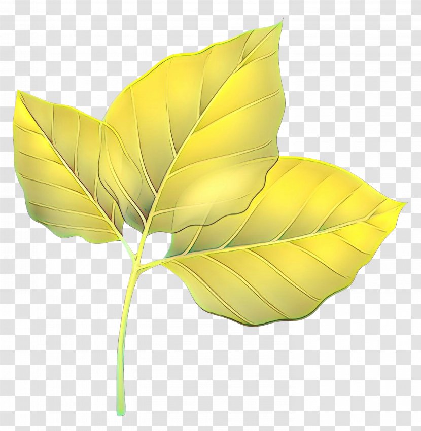 Plant Stem Leaf Plants Transparent PNG