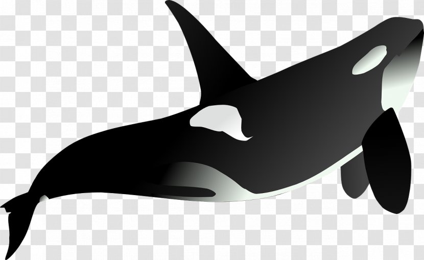Killer Whale Clip Art - Animal - Black Tiger Shark Transparent PNG