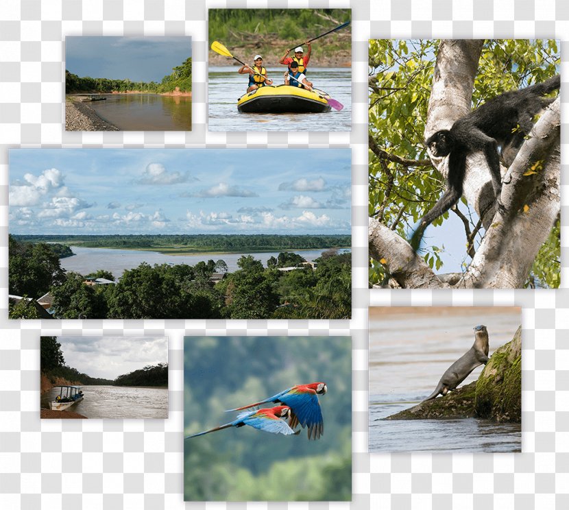 Chalalan Rurrenabaque Chalalán Lake Tuichi River Otuquis National Park And Integrated Management Natural Area - Tree Transparent PNG