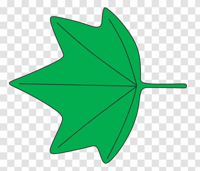 Leaf Shape 葉縁 Plant Identification Wikipedia - Wikiwand Transparent PNG