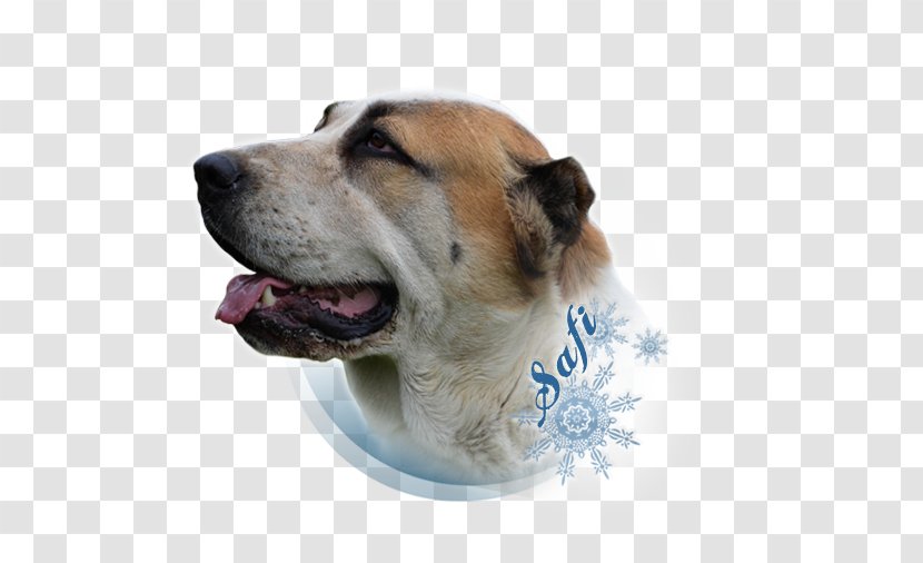 Dog Breed Snout - Group Transparent PNG