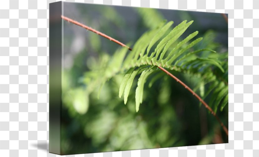 Fern Plant Stem Vegetation Leaf Tree Transparent PNG