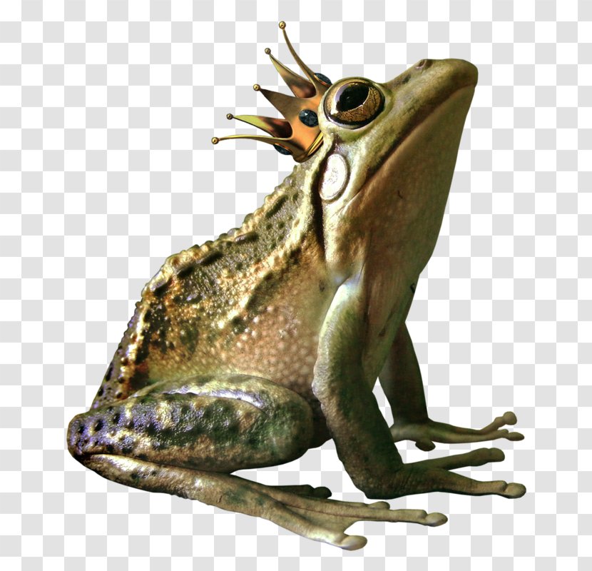 American Bullfrog Crown - Lossless Compression - Frog Prince Transparent PNG