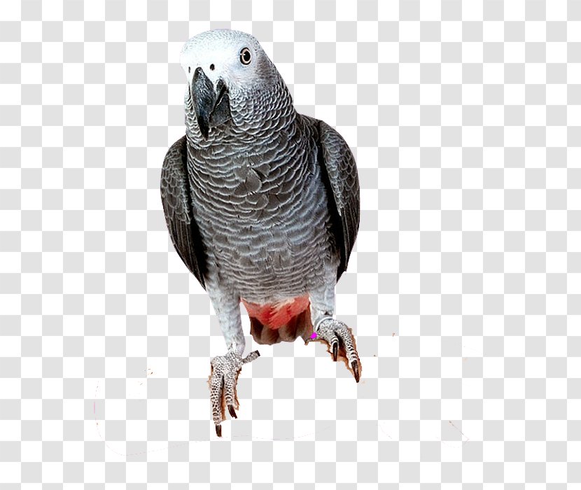 Bird Parrots Of New Guinea Grey Parrot - Perico Transparent PNG