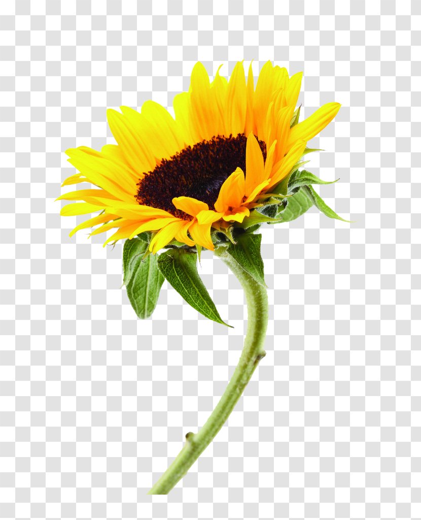 Common Sunflower Plant Transparent PNG