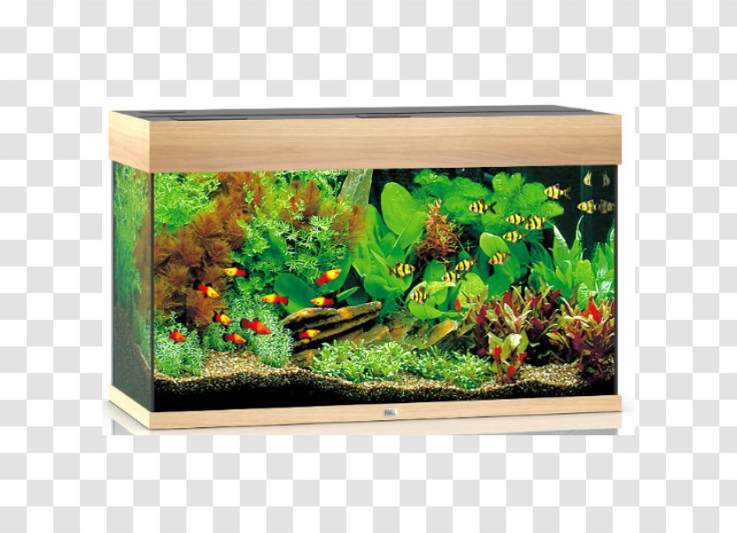 Aquariums Fishkeeping Light Brown - Aquarium Decor Transparent PNG