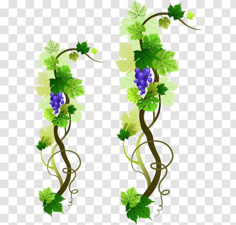 Common Grape Vine Wine Leaves - Branch - Vector Material Transparent PNG