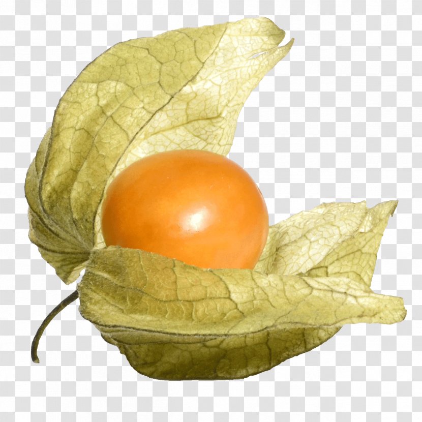 Egg - Tomatillo - Vegetable Nightshade Family Transparent PNG