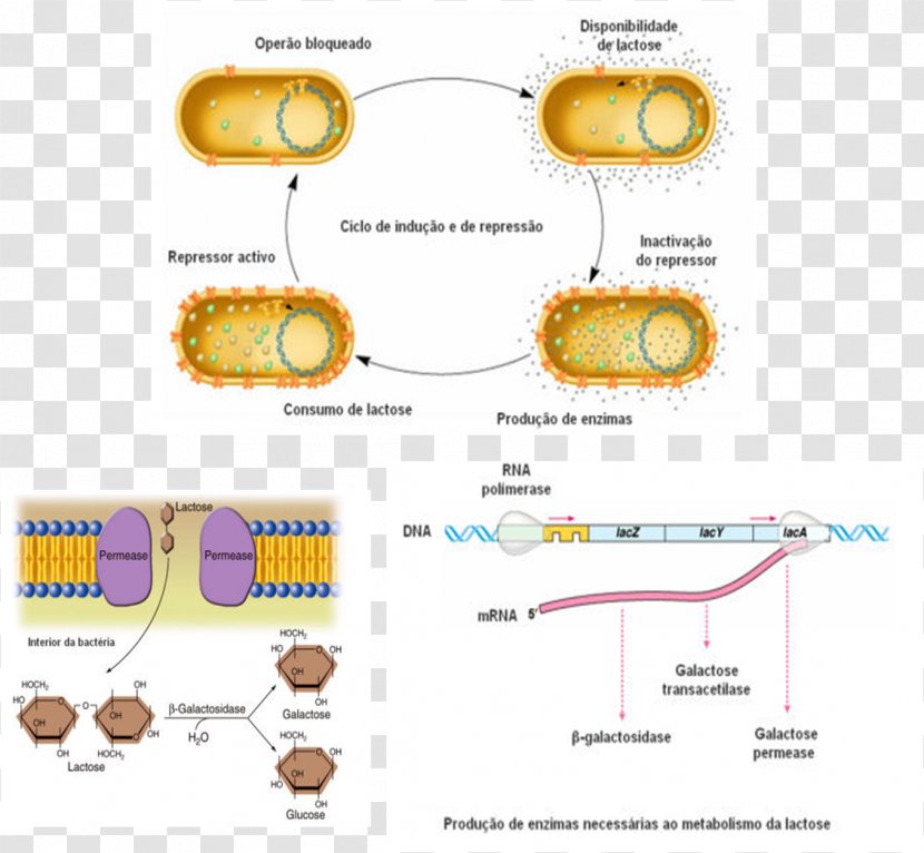 Lac Operon Clip Art - Design Transparent PNG