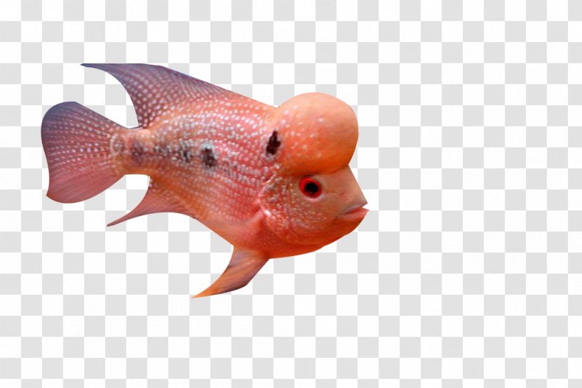 Deep Sea Fish - Rosé Transparent PNG