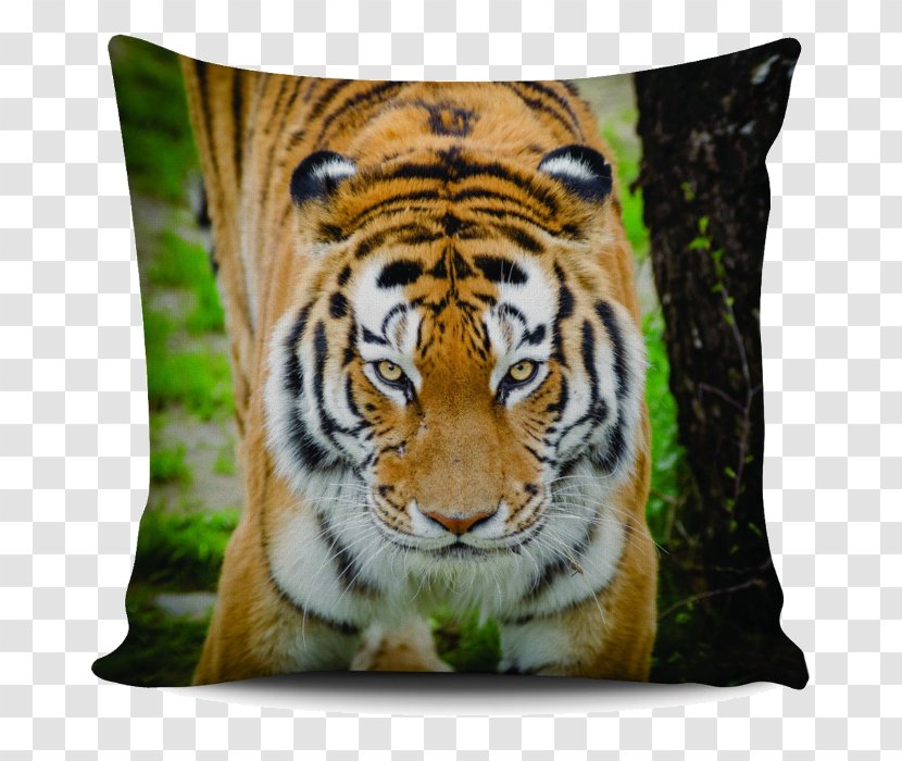 Felidae Big Cat Faunistic Park Le Cornelle Siberian Tiger - Throw Pillow Transparent PNG