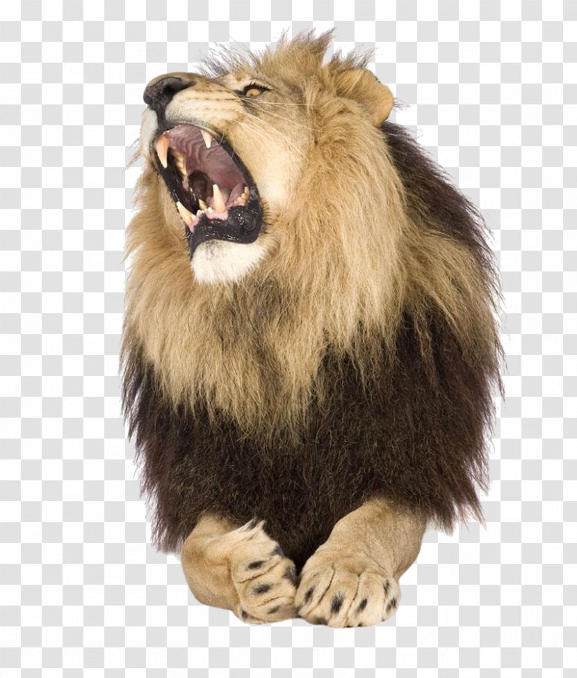 Lion Roar Stock Photography Shutterstock - Howling Beast Transparent PNG