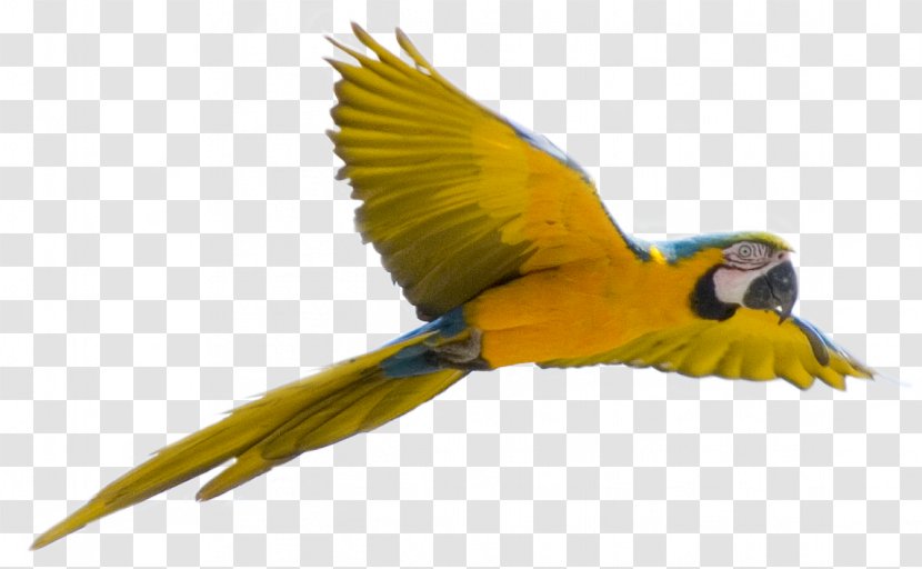 Parrot Bird Flight - Yellow Flying Images, Free Download Transparent PNG
