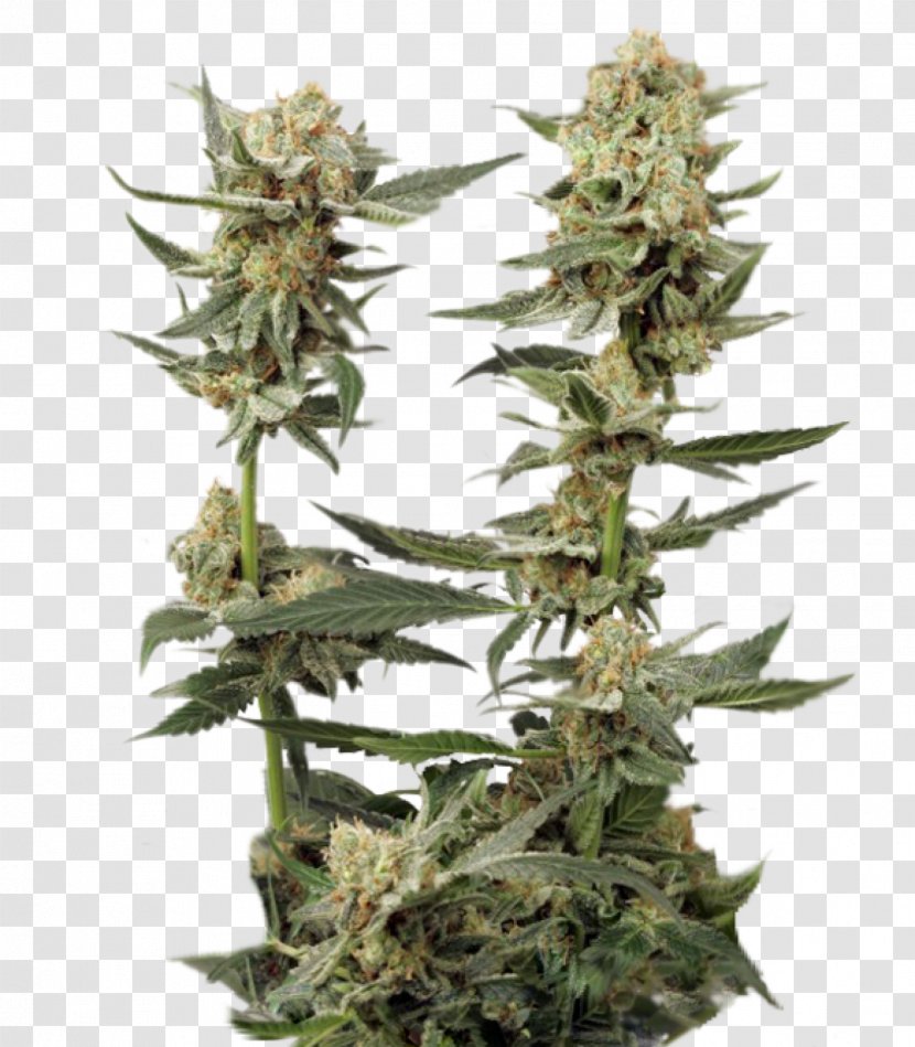 Marijuana Northern Lights Autoflowering Cannabis Seed - Bank Transparent PNG