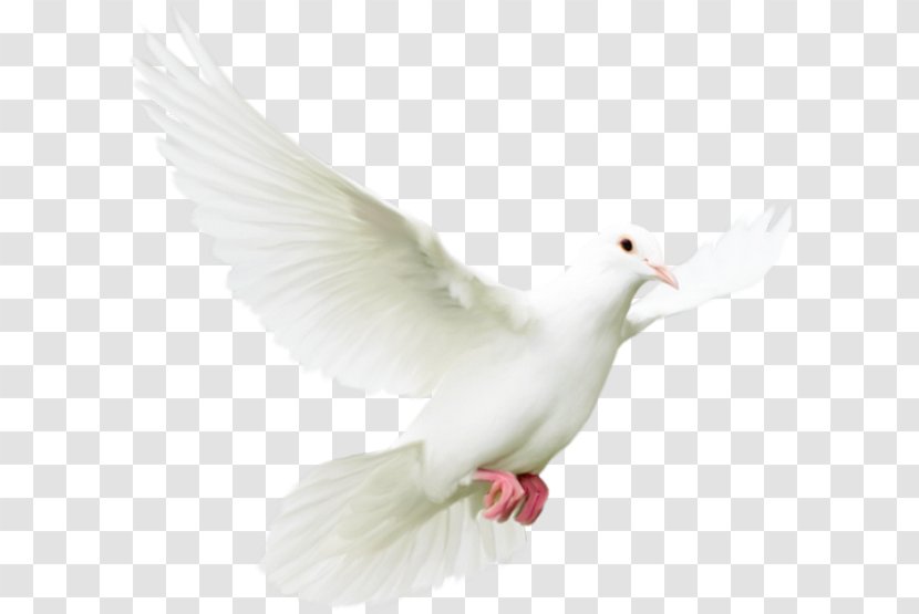 Pigeons And Doves Bird Rock Dove Homing Pigeon Transparent PNG
