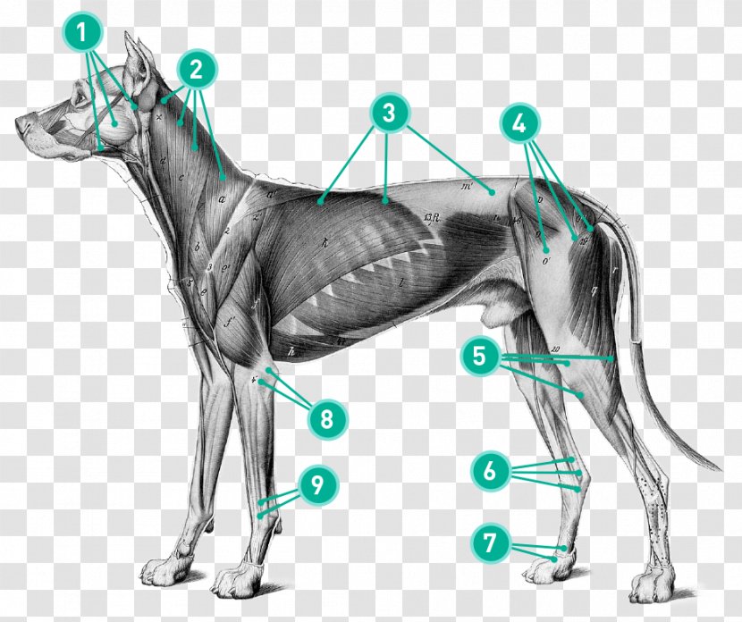 Dog Anatomy Art Anatomia Animal - Watercolor Transparent PNG