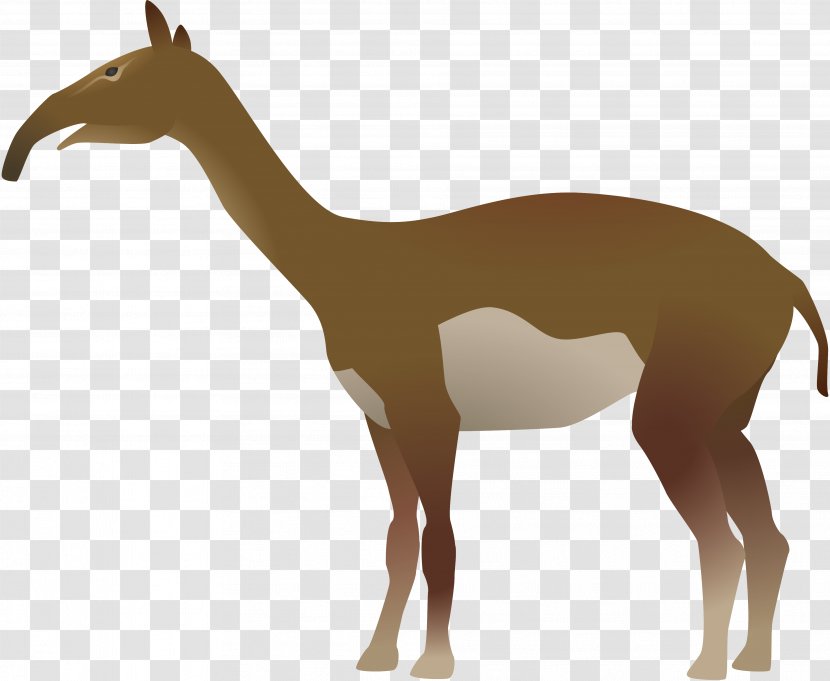 Giraffe Macrauchenia Animal Mammal DeviantArt - Land Animals Transparent PNG