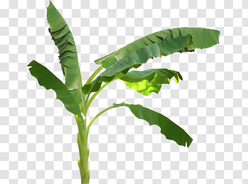 Clip Art - Plant Stem - Banana Leaf Transparent PNG