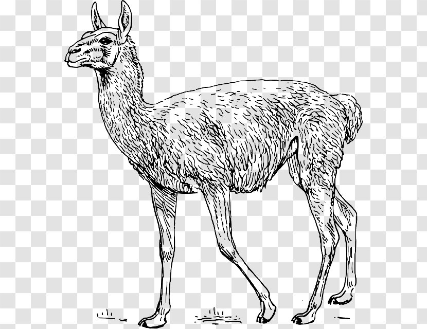 Guanaco Llama Alpaca Clip Art - Mammal - Light Yellow Banana Dry Transparent PNG