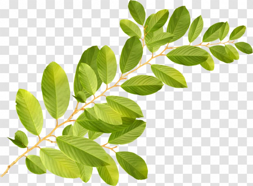 Branch Leaf Clip Art Transparent PNG