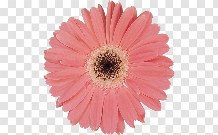 Flowers Background - Tubeless Tire - Pollen African Daisy Transparent PNG