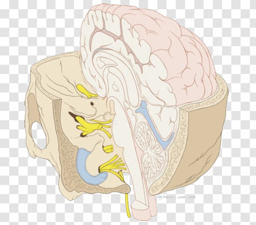 Brainstem Cranial Nerves Base Of Skull - Heart - Nervous System Transparent PNG