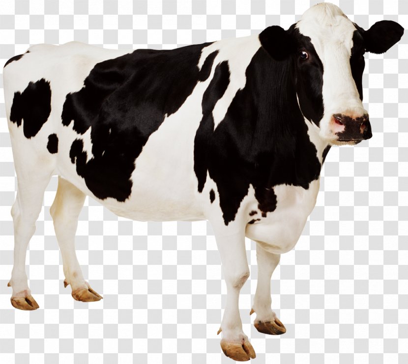 Holstein Friesian Cattle Guernsey Clip Art - Oxen - Cow Pictures For Children Transparent PNG