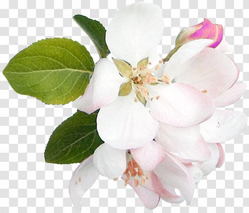 Flower Digital Image Clip Art - Branch Transparent PNG
