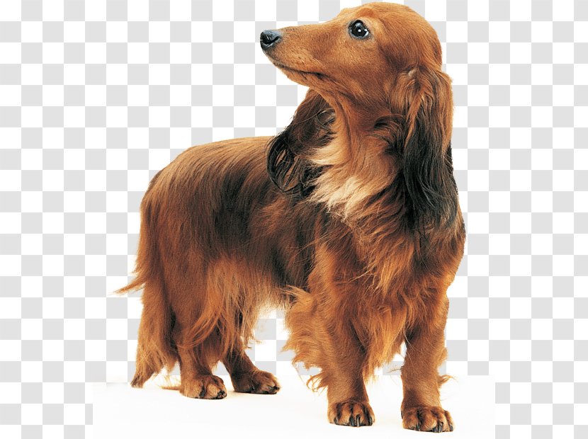 Dachshund Dog Breed Bloodhound Basset Hound Sussex Spaniel - Food Transparent PNG