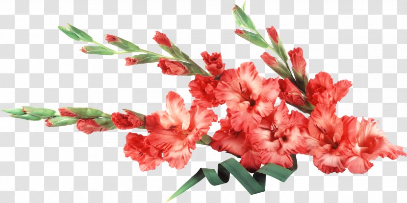 Gladiolus Cut Flowers Desktop Wallpaper - Canna Transparent PNG