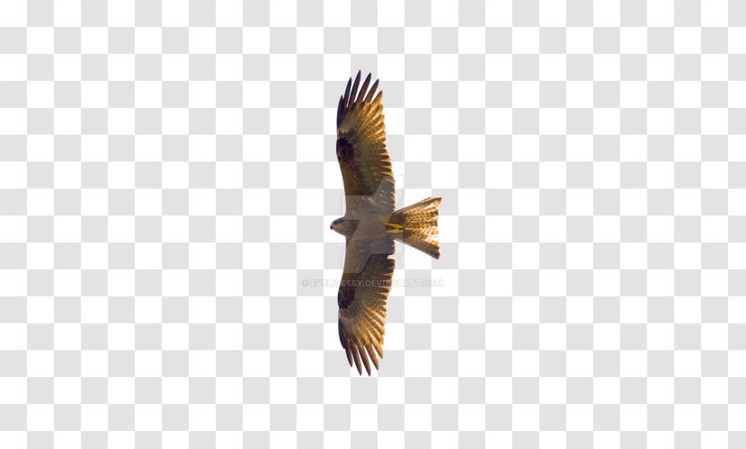 Flying Eagles - Wing - Fauna Transparent PNG