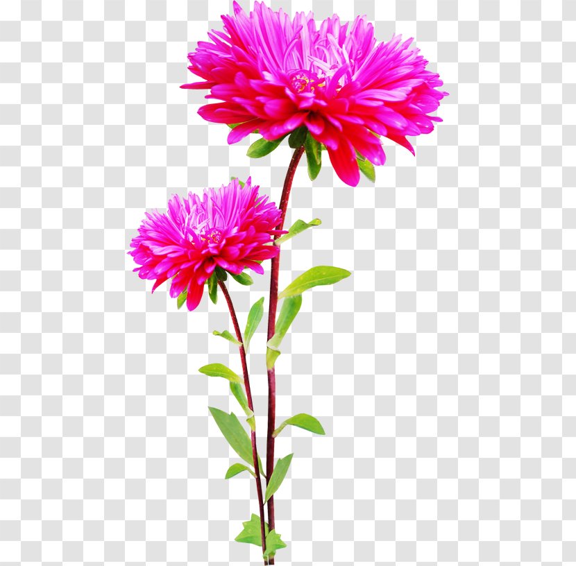 Flower Information Digital Image Clip Art - Flowering Plant Transparent PNG