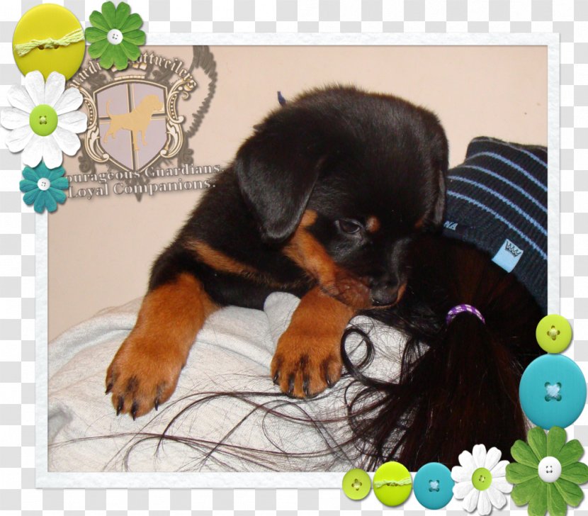 Rottweiler Puppy Dog Breed Snout Transparent PNG