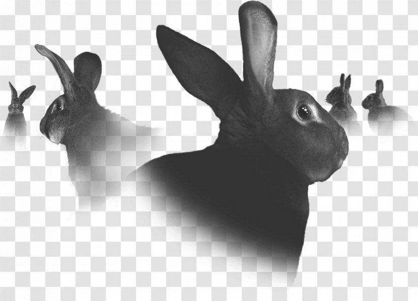 Domestic Rabbit Hare - Mammal Transparent PNG